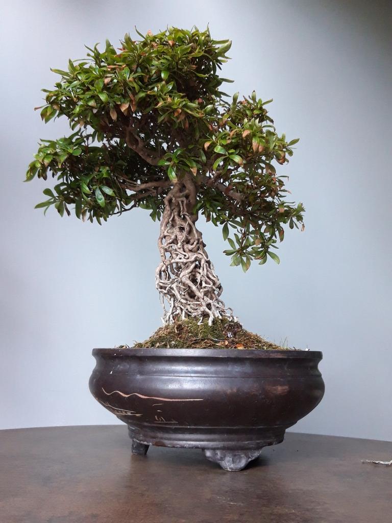 Bonsai Satsuki Azalea Neagari, Halfschaduw, Overige soorten, Lente, Minder dan 100 cm