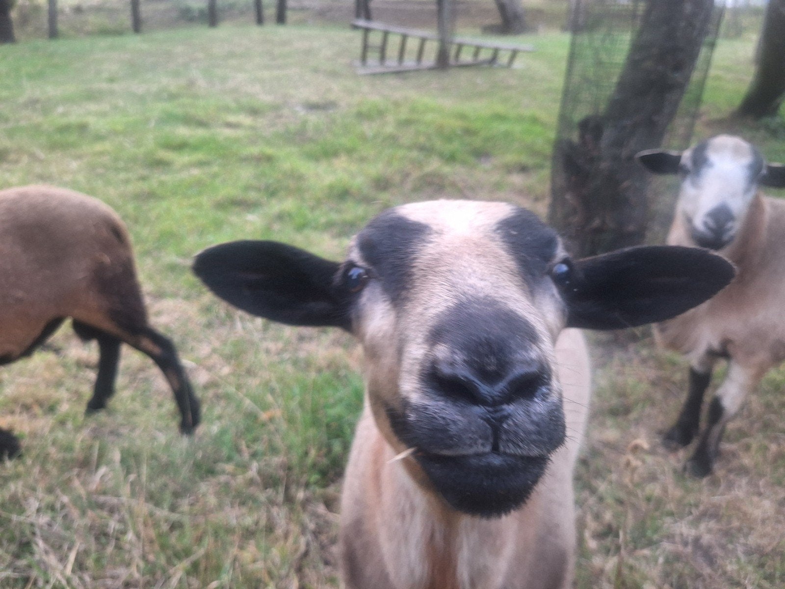 maasduinen dekrammen, Mannelijk, Schaap, 0 tot 2 jaar