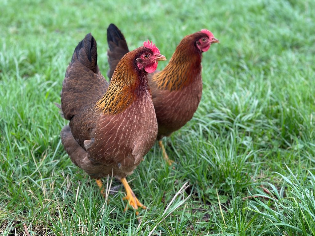 Jonge tamme Welsumer kippen gesekst en ingeënt, Dieren en Toebehoren, Pluimvee, Vrouwelijk, Kip