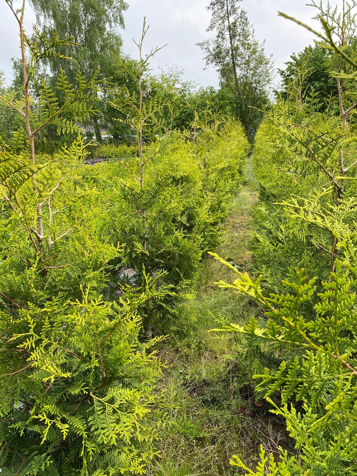 Haagconiferen thuya Brabant 170cm€7 lavendel in30cmpot€3, Ophalen, Overige soorten, Minder dan 100 cm