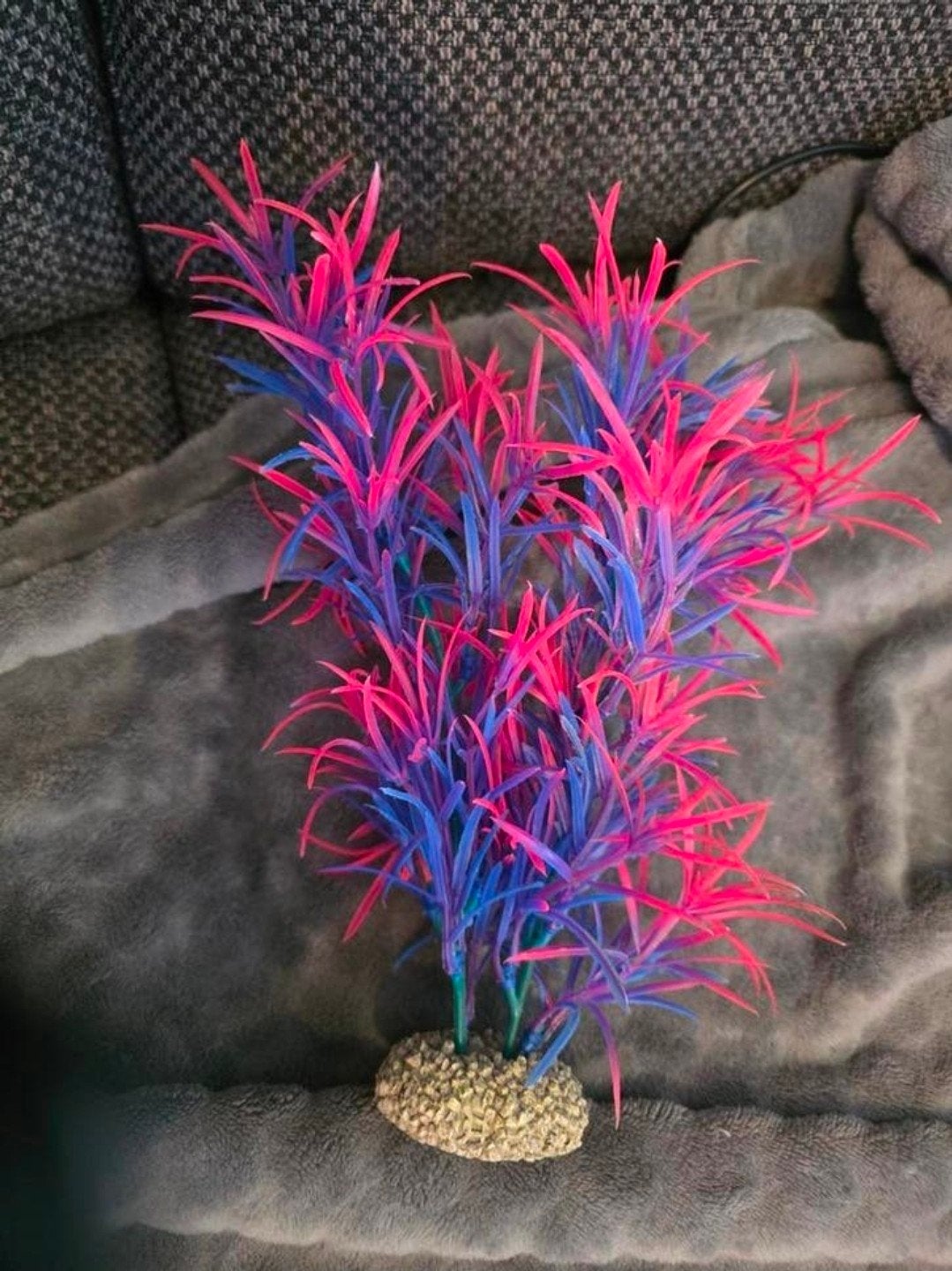 Verschillende aquarium decoratie, Ophalen, Plant(en), Steen of Hout