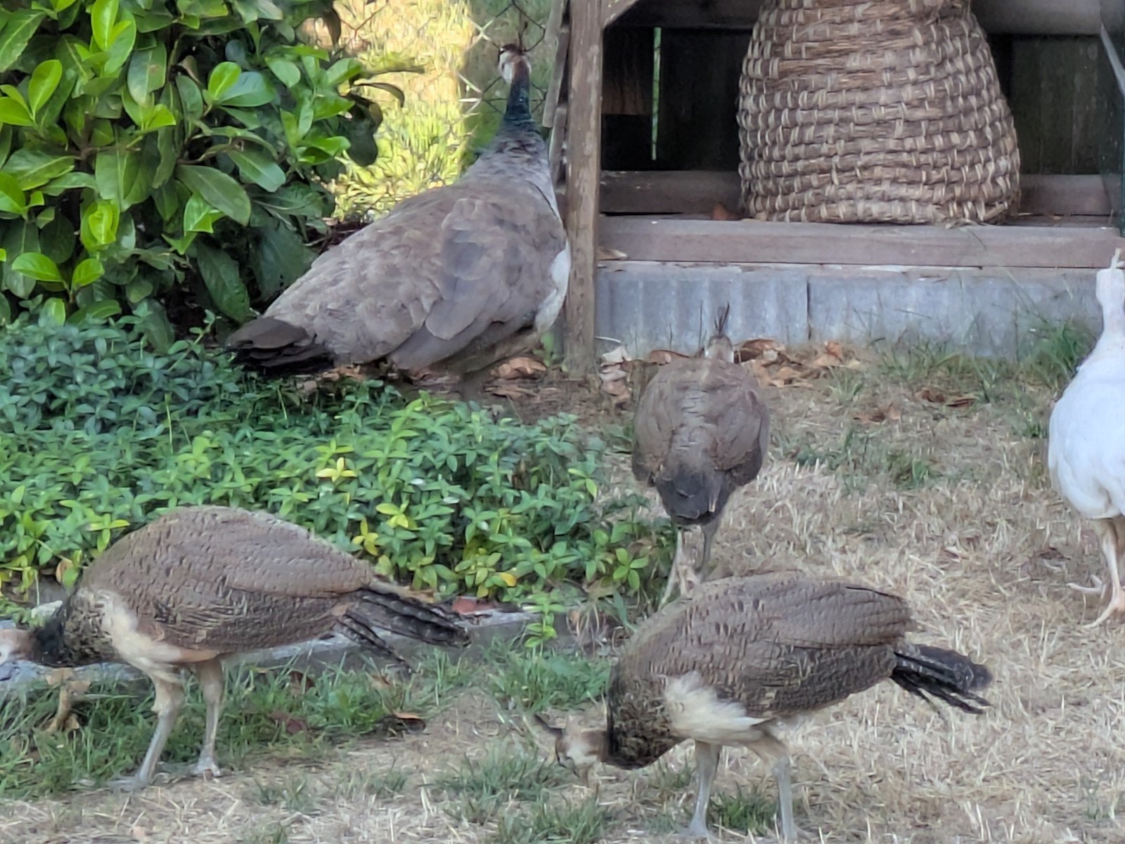 te koop 6 jonge pauwen, Dieren en Toebehoren