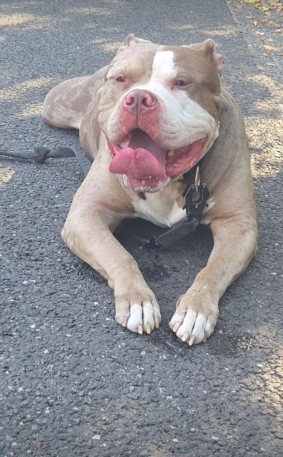 American bully xl merle dekreu, Reu, 1 tot 2 jaar, Eén hond, CDV (hondenziekte)