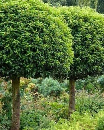 Portugese Laurier - Prunus lusitanica | Laurierkers OP = OP!, Ophalen, Laurier, Struik, 100 tot 250 cm