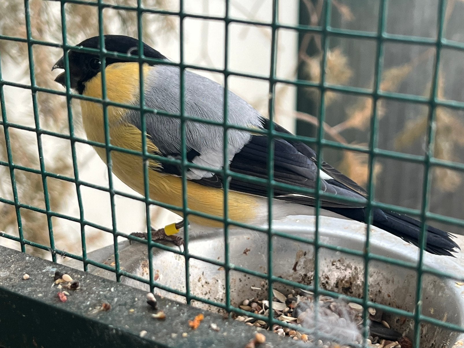 Ruilen Goudvink gele pop of gele man, Dieren en Toebehoren, Mannelijk, Wildzangvogel