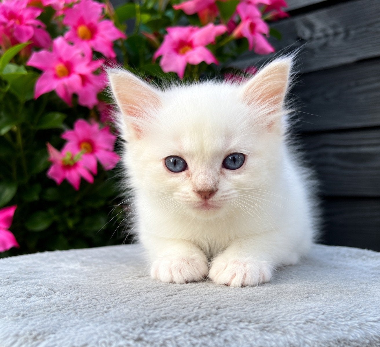💜Ragdoll kitten met stamboom – Charlie 💜, Poes, Met stamboom, 0 tot 2 jaar