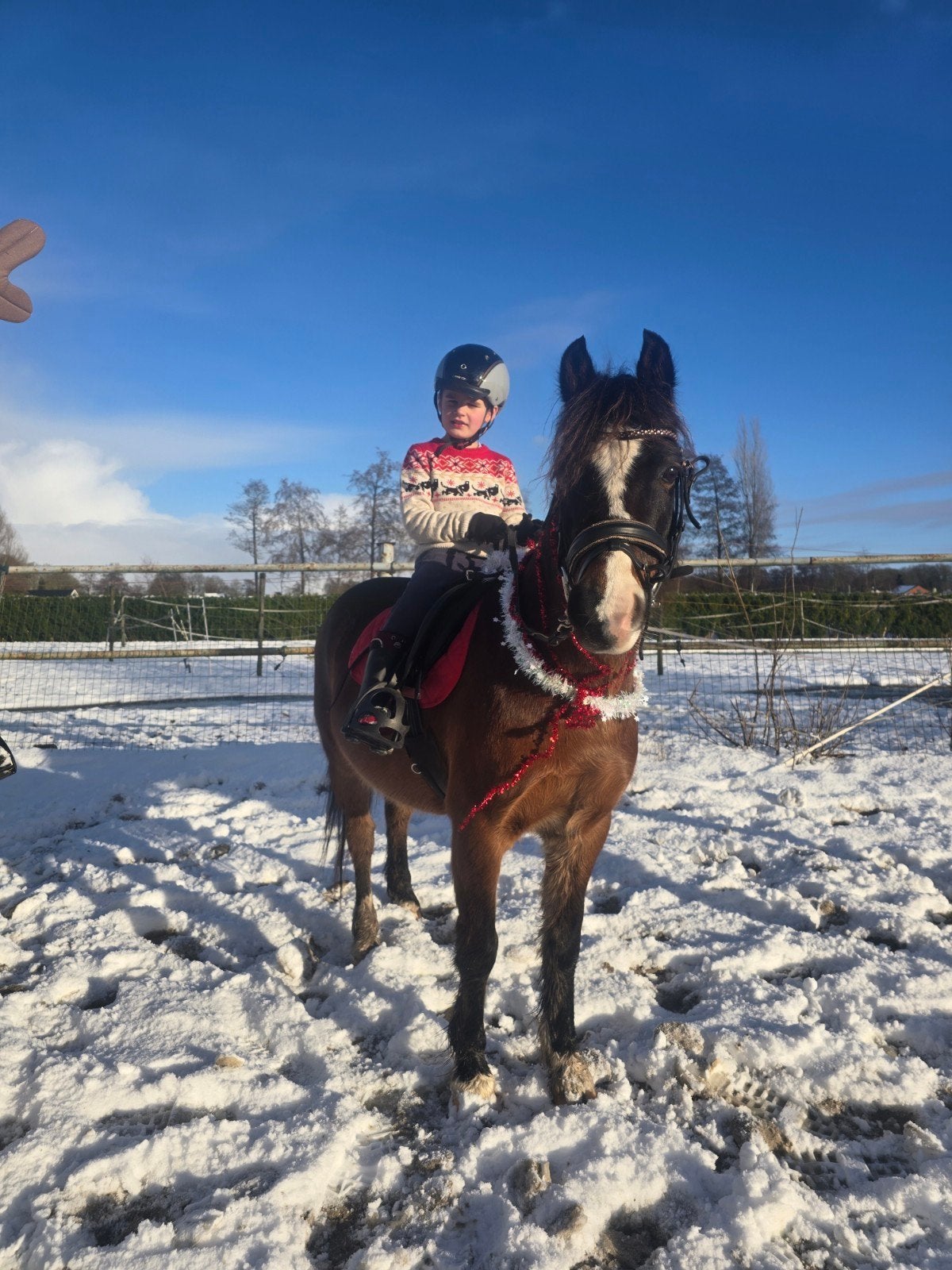 Bomproof Welsh B dressuur, spring en men pony, Dieren en Toebehoren, Pony's, Ruin, Springpony, B pony (1.17m tot 1.27m), 11 jaar of ouder