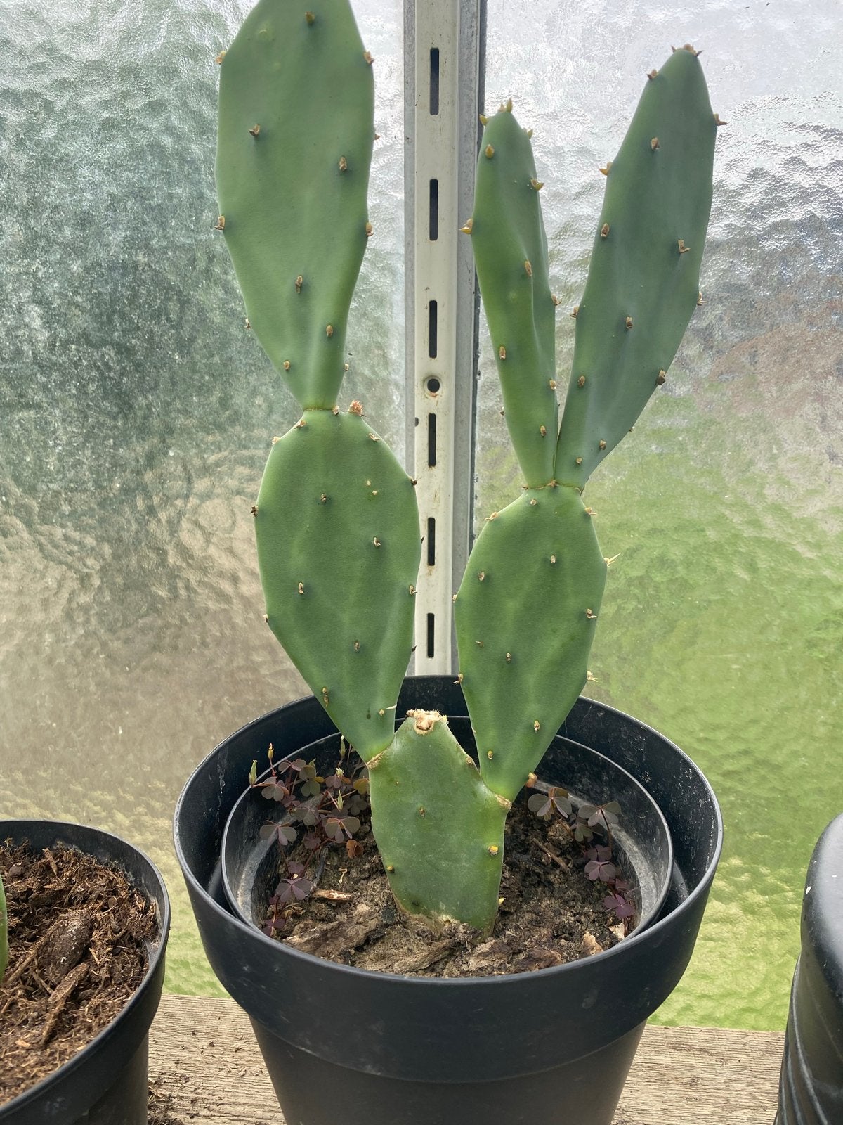 Opuntia Cactussen - Diverse Maten, Overige soorten, Volle zon, Vaste plant, Ophalen of Verzenden