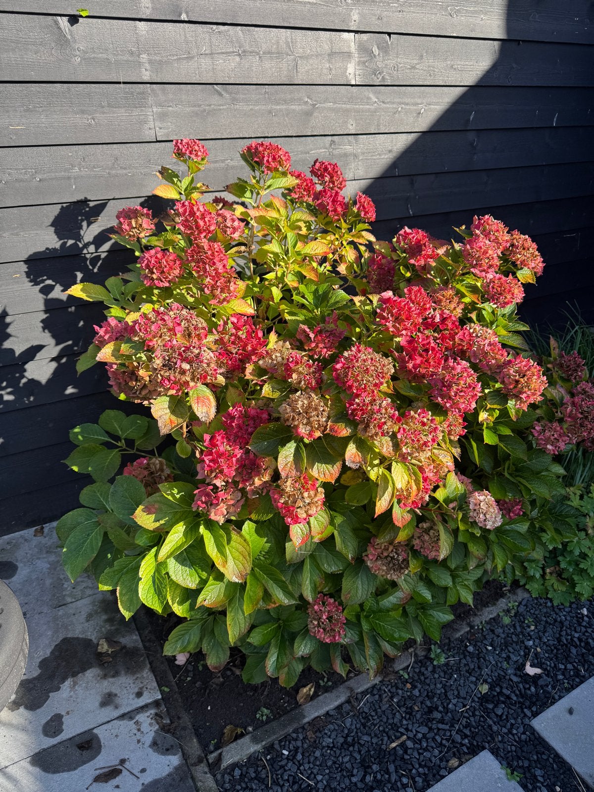 Prachtige Hortensia (Hydrangea) - Rode bloemen, Vaste plant, Halfschaduw, Zomer, Ophalen