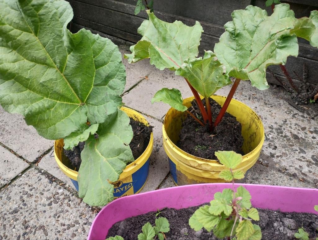 Japanse wijnbes en rabarber (Victoria) planten €2,- per stuk, Tuin en Terras, Planten | Tuinplanten, Ophalen, Groenteplanten, Volle zon