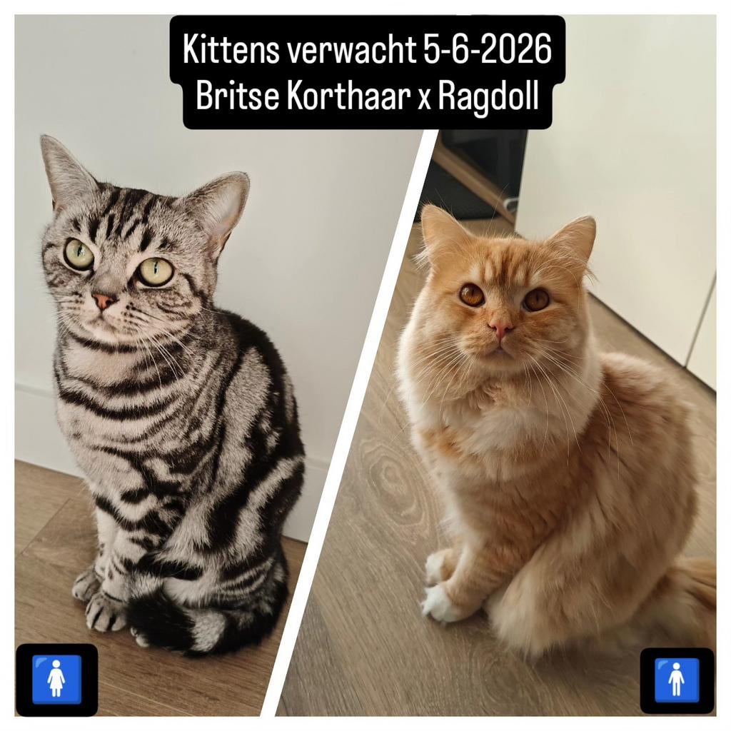 Kittens verwacht kruising Ragdoll x Britse Korthaar, Meerdere dieren, Ontwormd, 0 tot 2 jaar