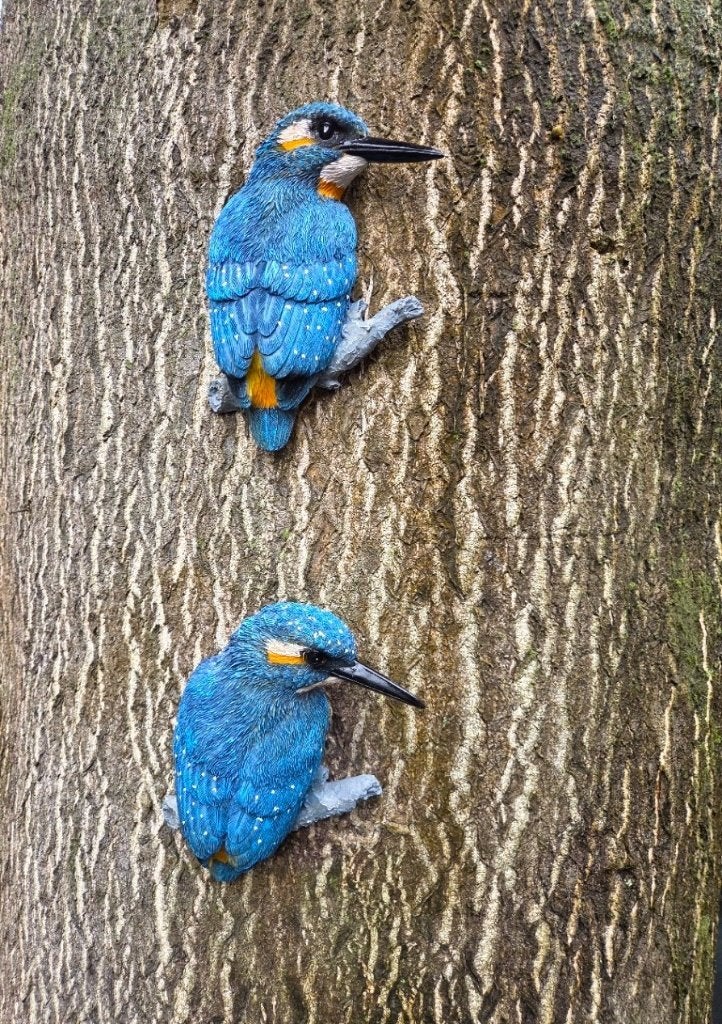 IJSVOGEL - THE BEAUTY, Verzenden, Nieuw
