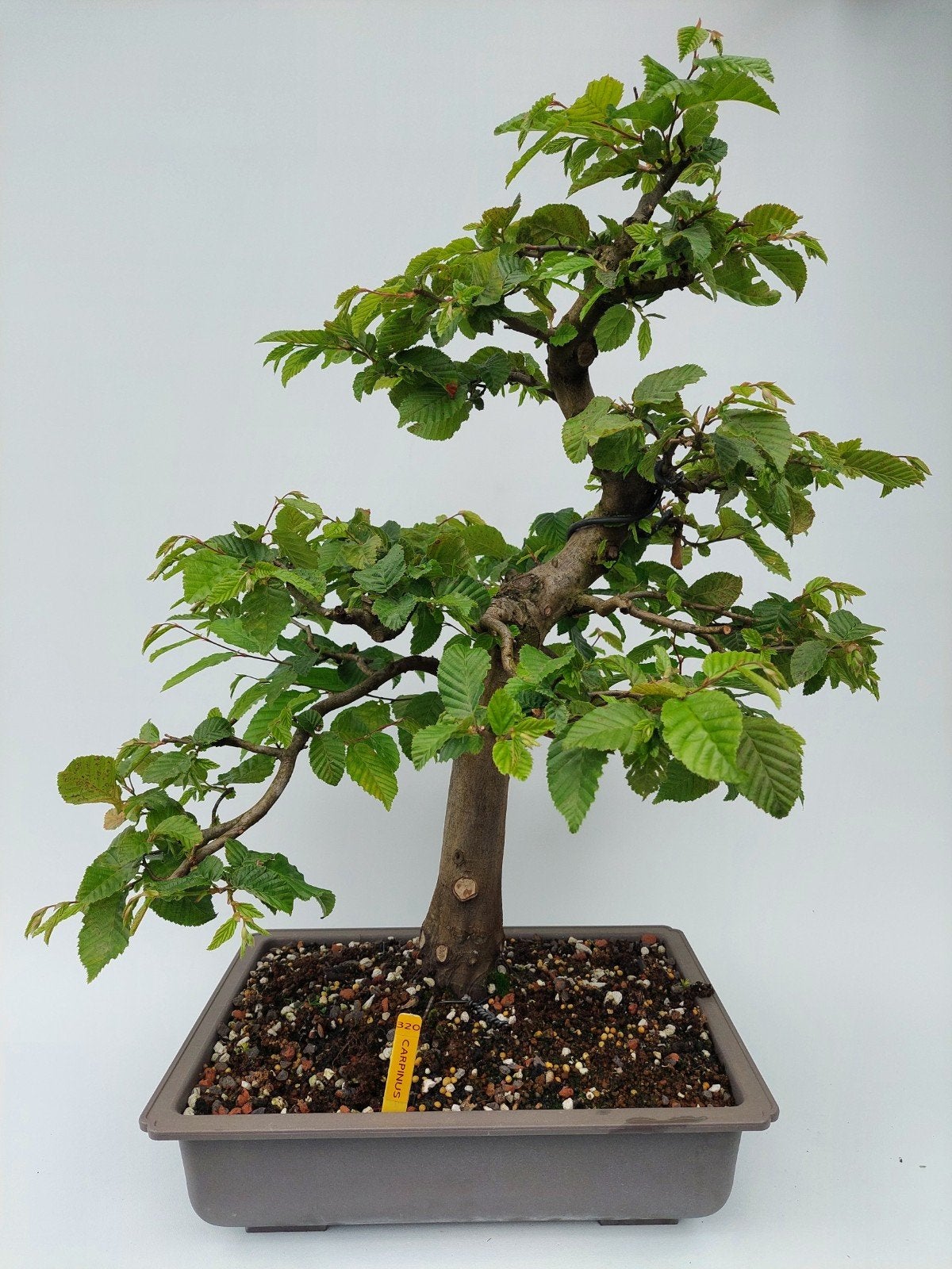 Bonsai carpinus, Ophalen, Bloeit niet, Halfschaduw, Overige soorten