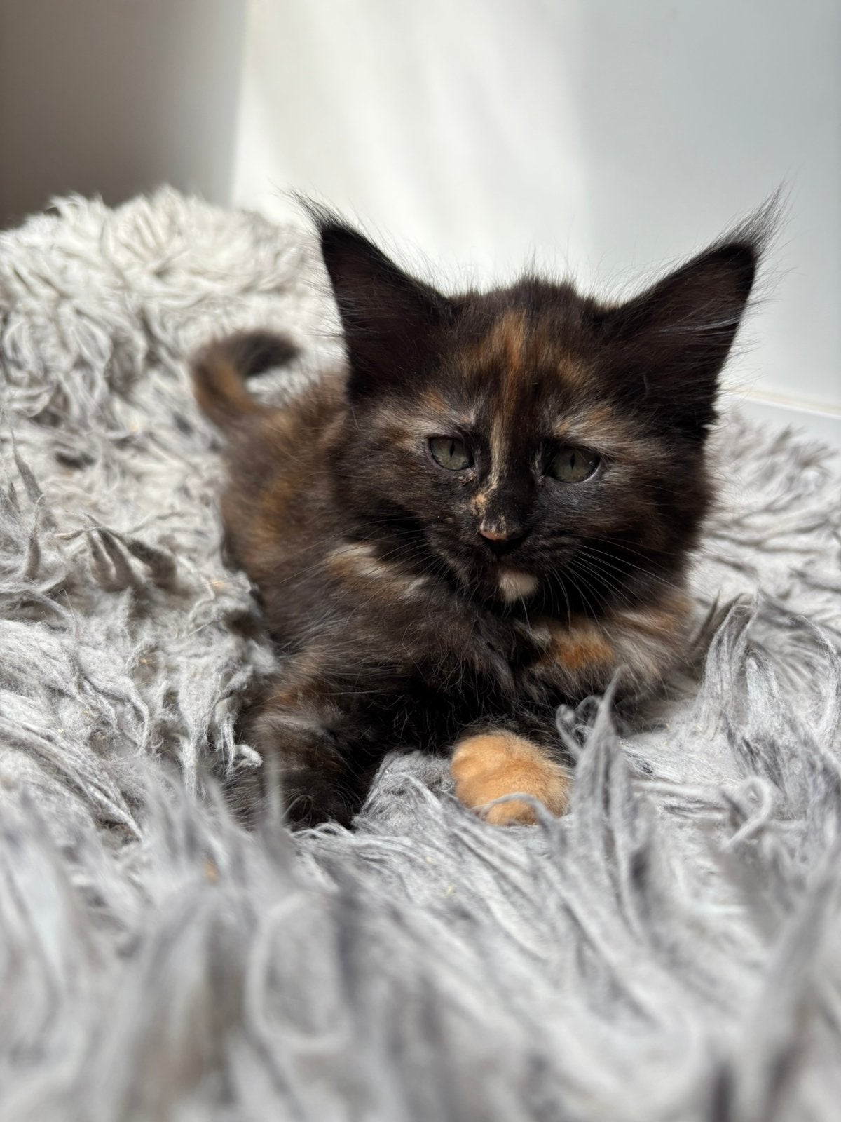 Mogen verhuizen- Ragdoll x maine coon kittens, Meerdere dieren, Gechipt, 0 tot 2 jaar