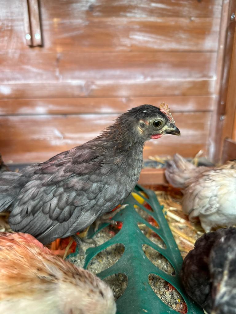 Serama kuiken, Dieren en Toebehoren, Pluimvee, Geslacht onbekend, Kip