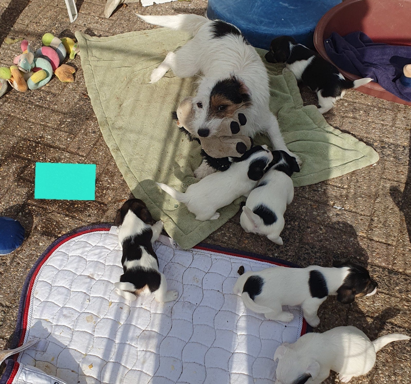 zuiver gefokte " echte" Jack Russell pups. zoals het hoort, Jack Russell Terriër, 8 tot 15 weken, CDV (hondenziekte), Meerdere