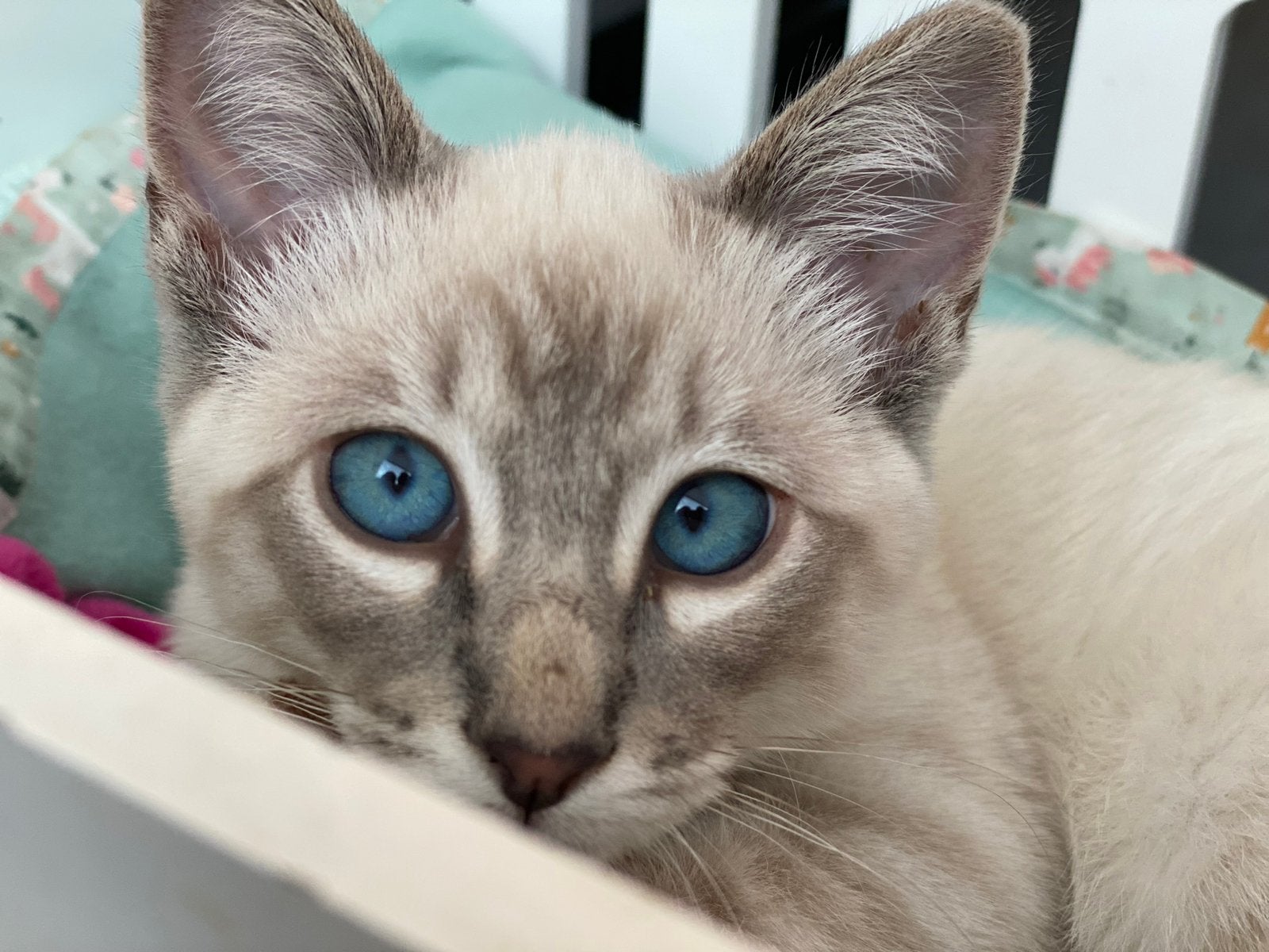 Liefdevol thuis gezocht voor onze toekomstige kittens ️, Poes, 0 tot 2 jaar