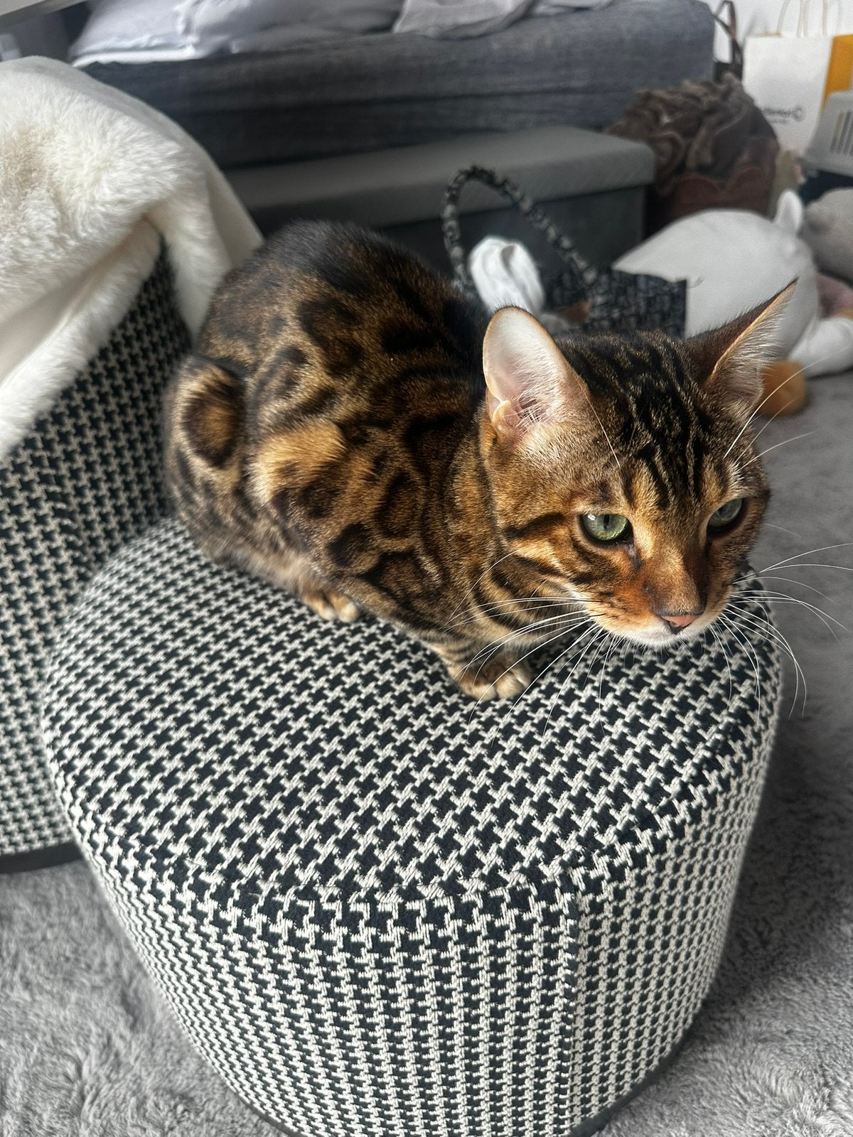 Lieve Sociale Bengaalse Kitten + automatische kattenbak, Dieren en Toebehoren, Kater, Gechipt, 0 tot 2 jaar