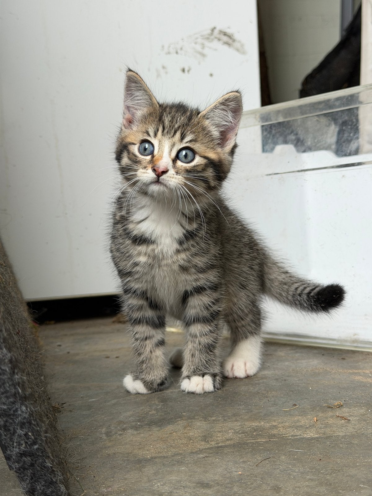 3 prachtige kittens zoeken een nieuw huisje, Meerdere dieren, Ontwormd