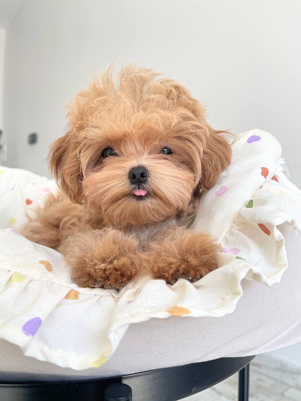 Exclusieve Maltipoo F1 pup (Maltezer / Asian Toy Poedel ), Dieren en Toebehoren, Honden | Chihuahua's en Gezelschapshonden, Particulier