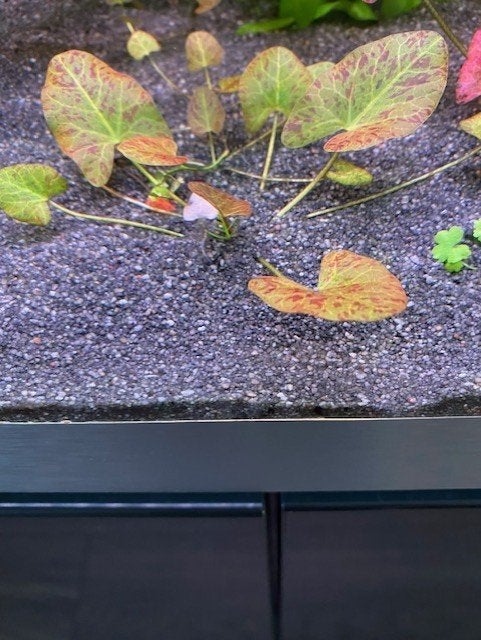3 stuks Kleine Groene Tijger Lotus Nymphaea, Dieren en Toebehoren, Vissen | Aquaria en Toebehoren, Ophalen of Verzenden, Nieuw