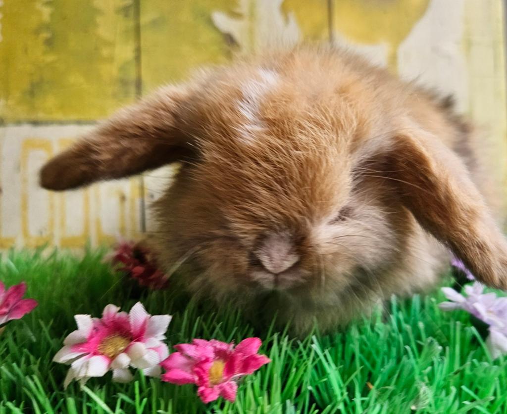 Superleuke minilops hangoordwergjes, Dieren en Toebehoren, Konijnen, Meerdere dieren, Groot