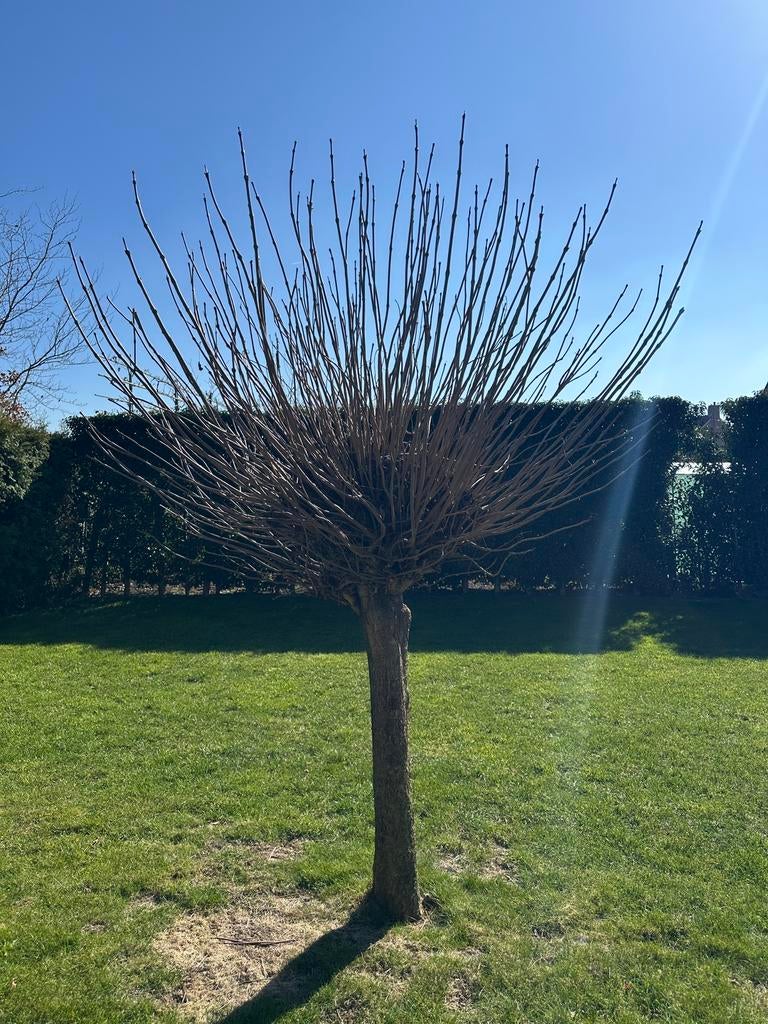 Knotwil 2x per direct op te halen, Tuin en Terras, Planten | Bomen, Ophalen of Verzenden