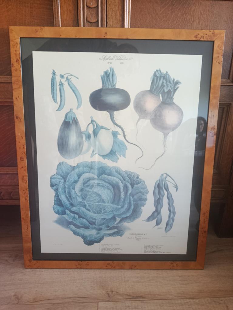 Botanische Prent Vilmorin Nr. 21 Luxe Wortelhouten Lijst, Ophalen