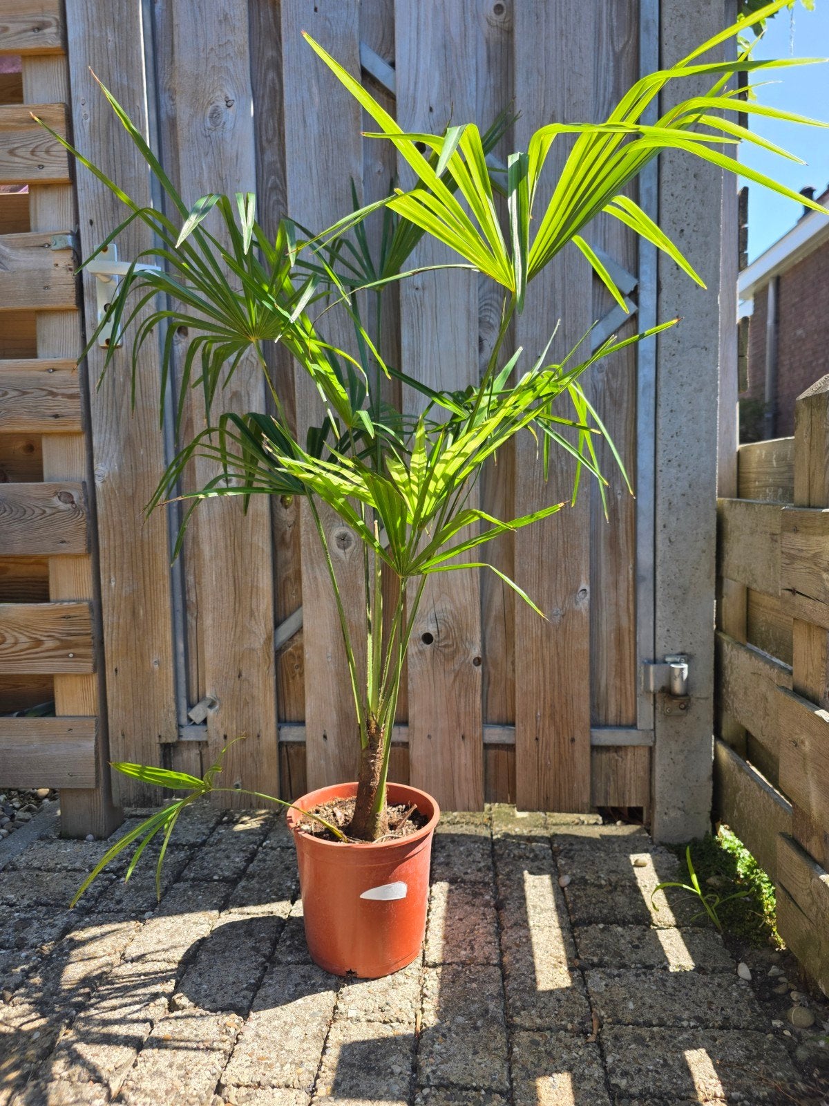 Trachycarpus Fortunei - Chinese Waaierpalm 80-100cm, Ophalen, Lente, Vaste plant, Siergrassen