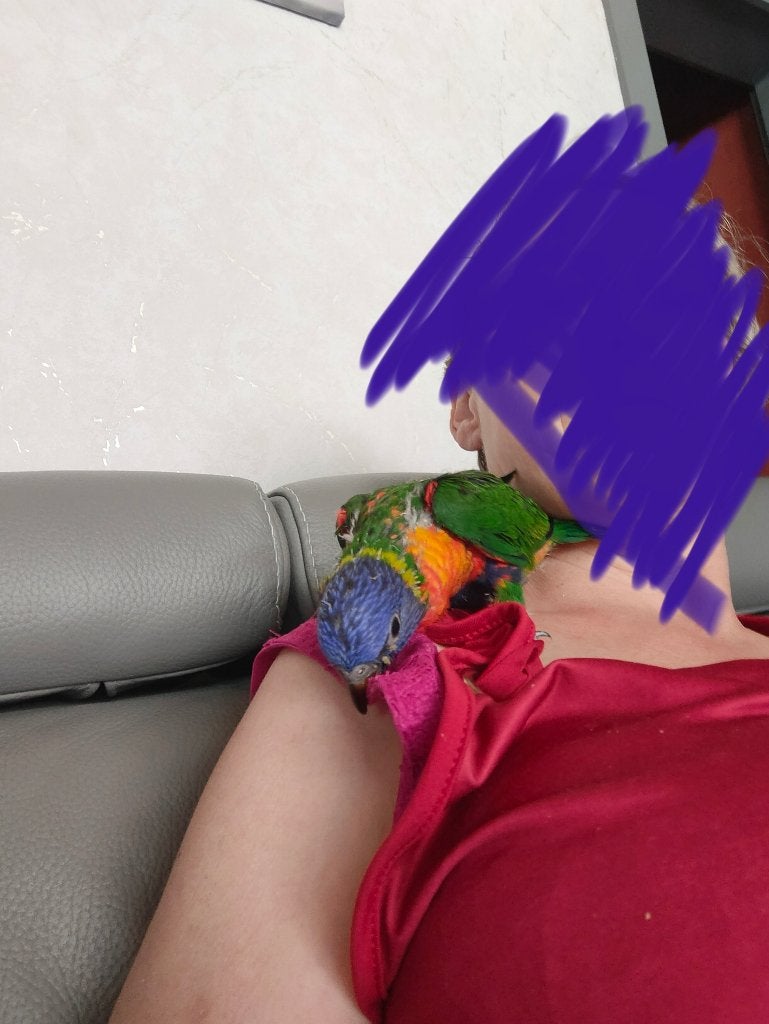 Lorybabys v d blauwe bergen, Dieren en Toebehoren, Vogels | Parkieten en Papegaaien, Meerdere dieren, Papegaai, Pratend