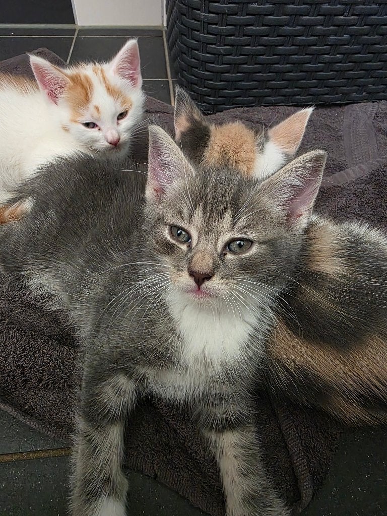4 mooie kittens 2 tegelijk weg!, Dieren en Toebehoren, Poes