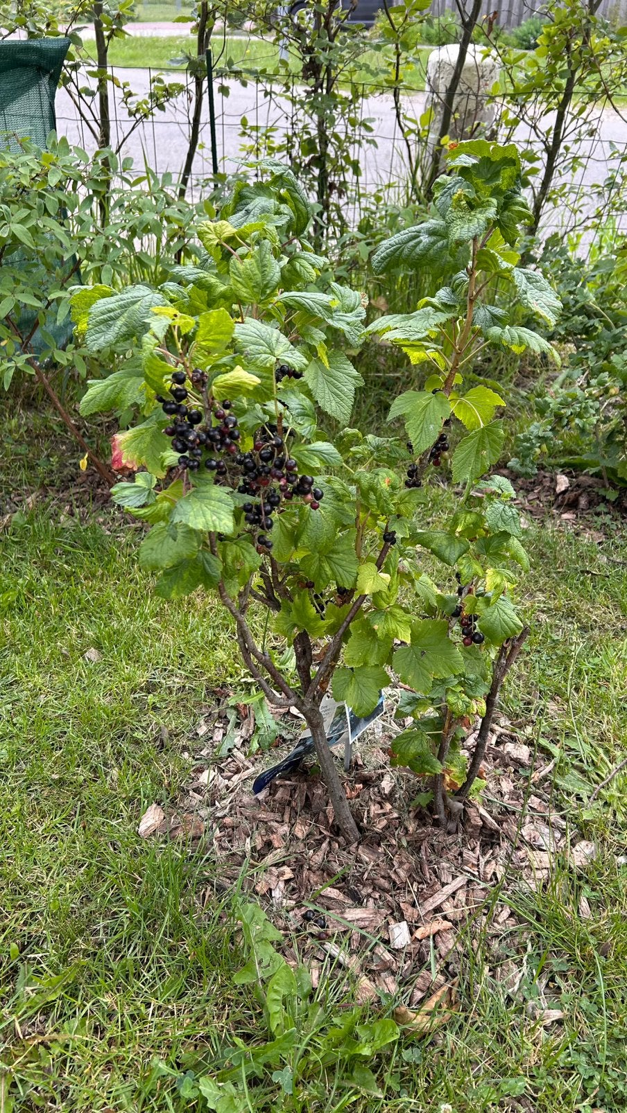 2x zwarte bes / Ribes Nigres, Tuin en Terras, Ophalen, Minder dan 100 cm, Overige soorten, Halfschaduw