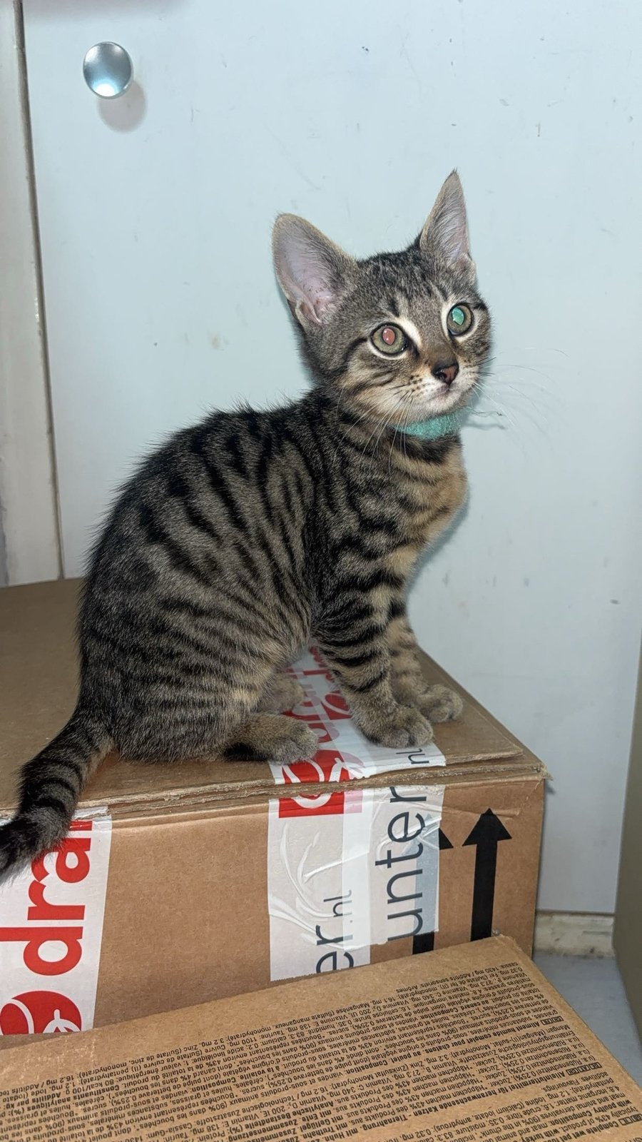 Cyperse Kittens met spoed weg!, Dieren en Toebehoren, Meerdere dieren