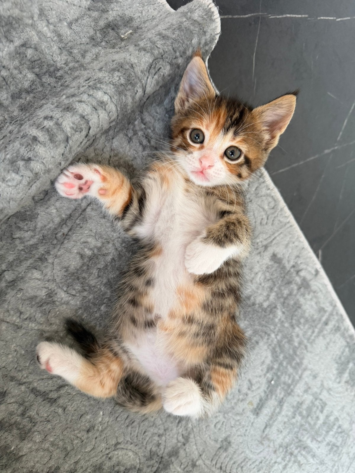Prachtige Maine Coon XL  Europese Korthaar kitten, Meerdere dieren