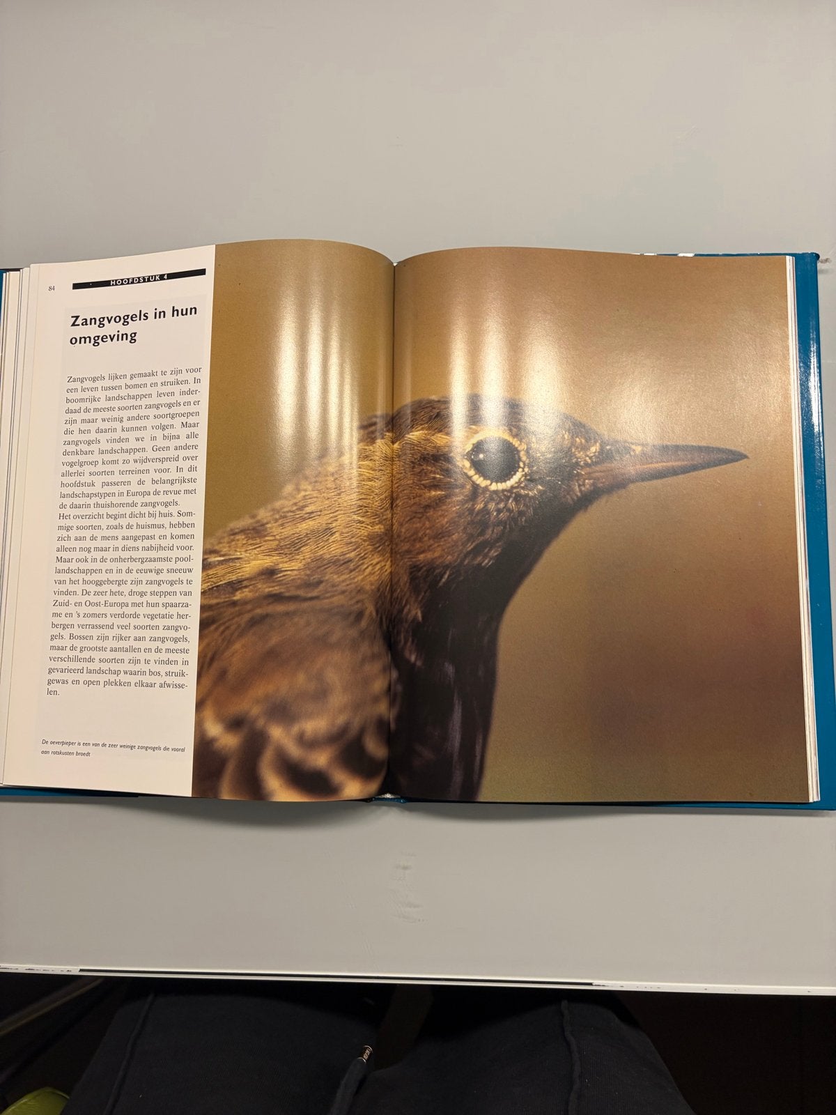 Zangvogels in Europa - Henk van den Brink, Ophalen of Verzenden, Zo goed als nieuw, Vogels