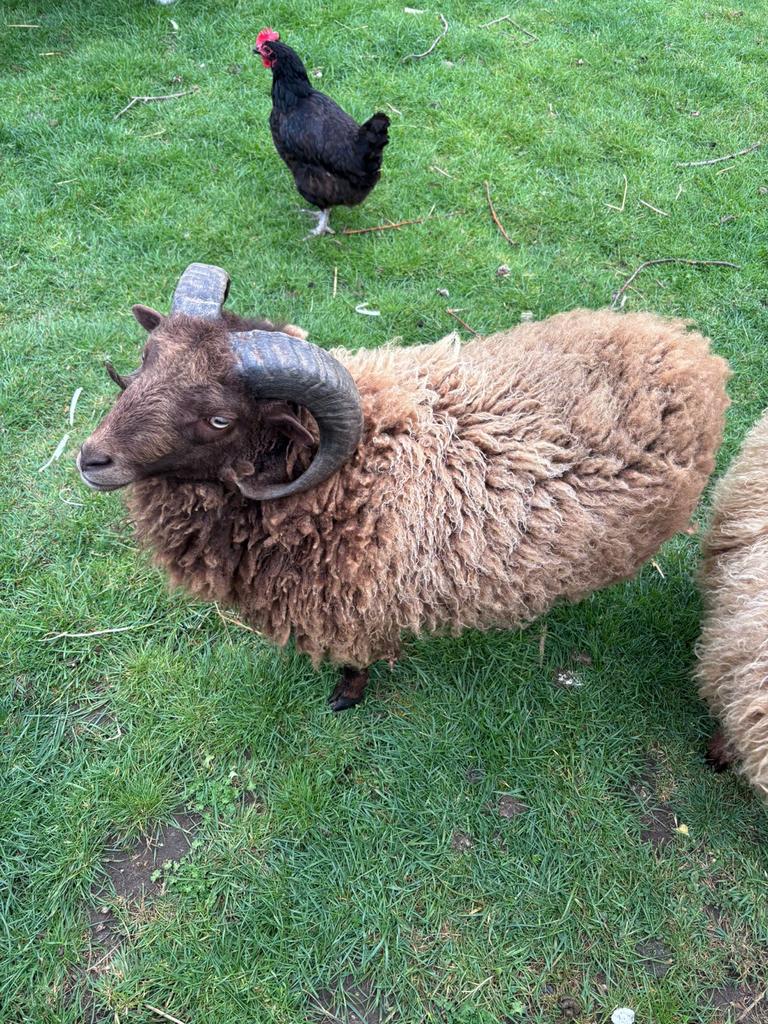 Quessant ram, Dieren en Toebehoren, Mannelijk, Schaap