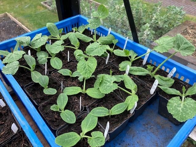 Courgette planten, Ophalen, Volle zon, Groenteplanten, Eenjarig