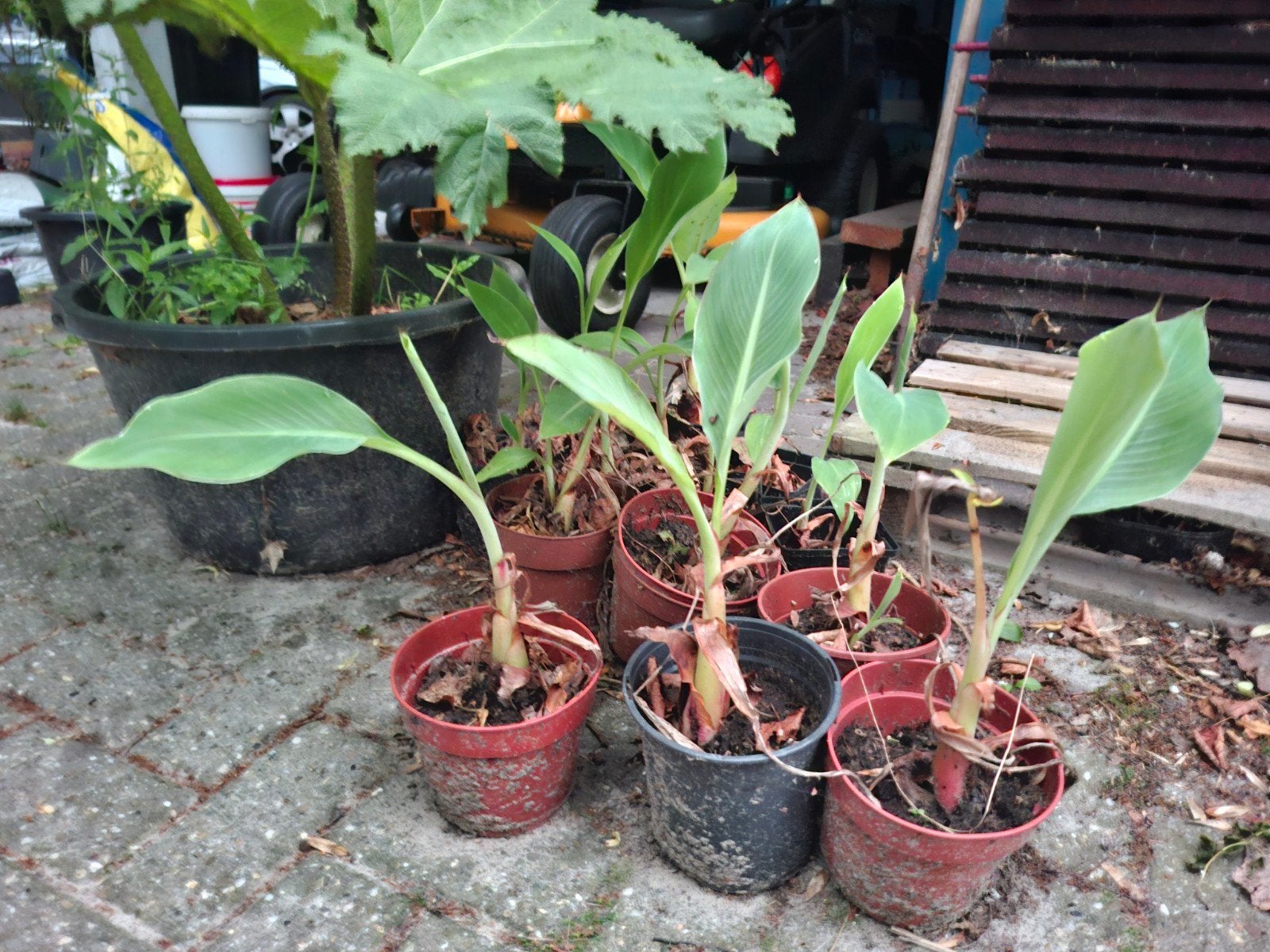Musella lasiocarpa  gouden lotusbanaan, Ophalen, Overige soorten, Volle zon