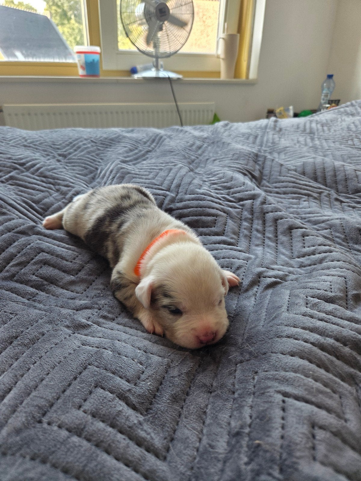 10 prachtige Pitbull x Bully pups beschikbaar, 8 tot 15 weken, Meerdere, Meerdere dieren, Middel