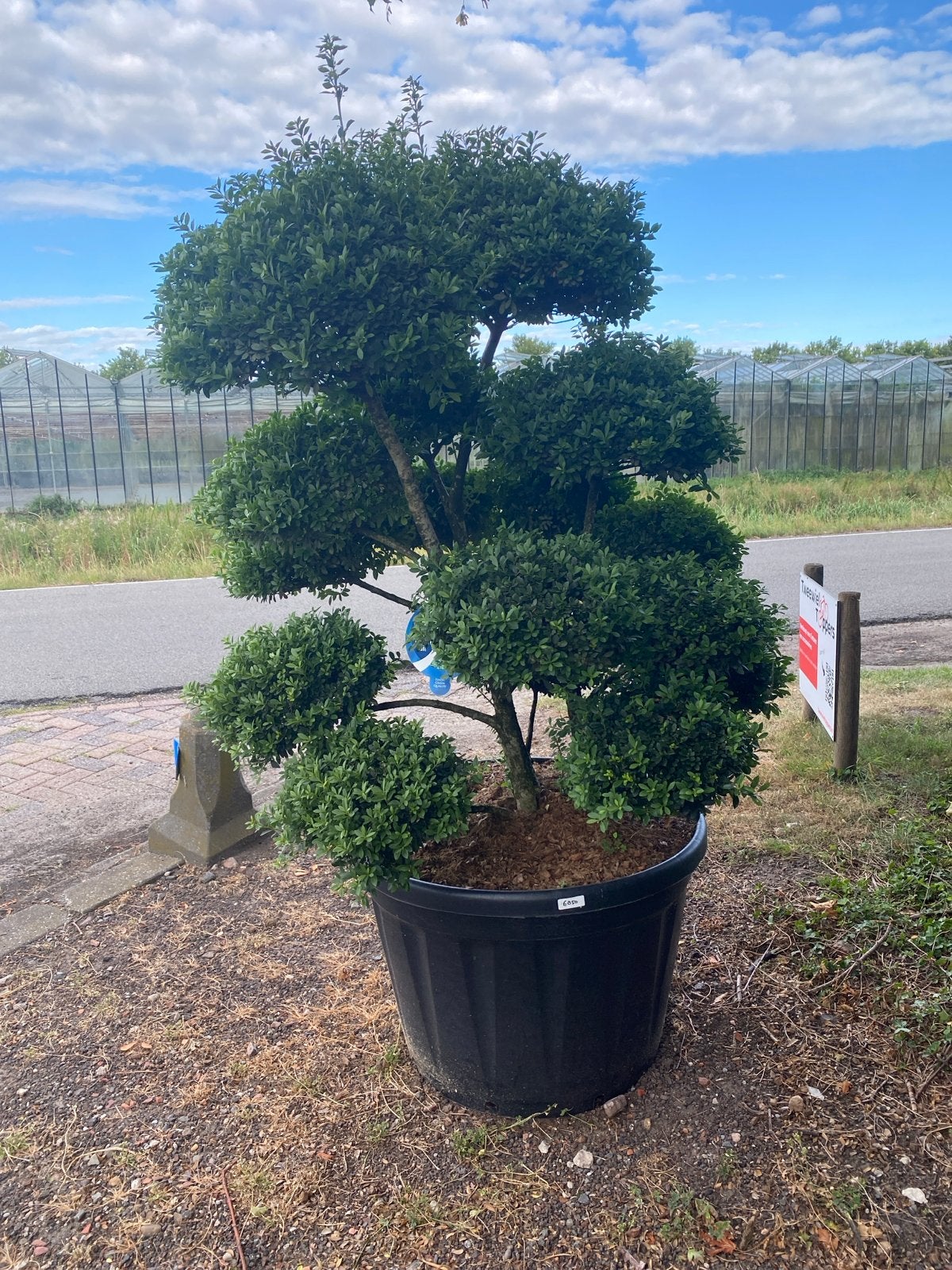 Ilex Bonsai - Nu 20% Korting!, Vaste plant, Bloeit niet, Halfschaduw, Ophalen