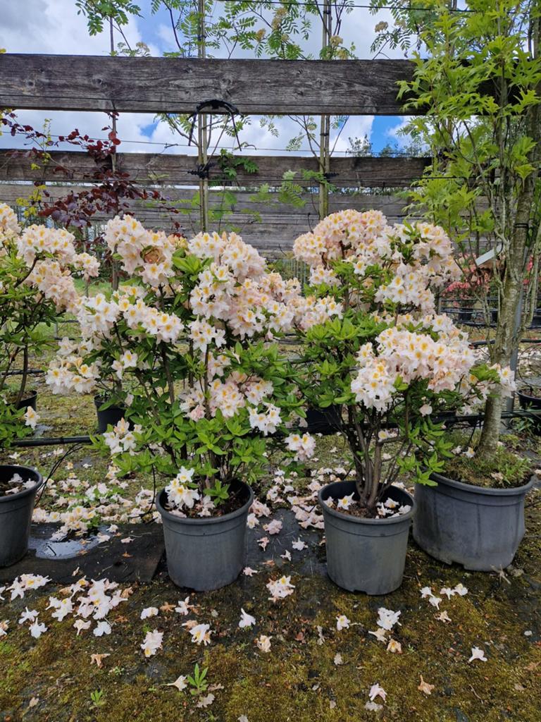 Witte Azalea - Prachtige bloeiende struik, Vaste plant, Halfschaduw, Lente, Ophalen