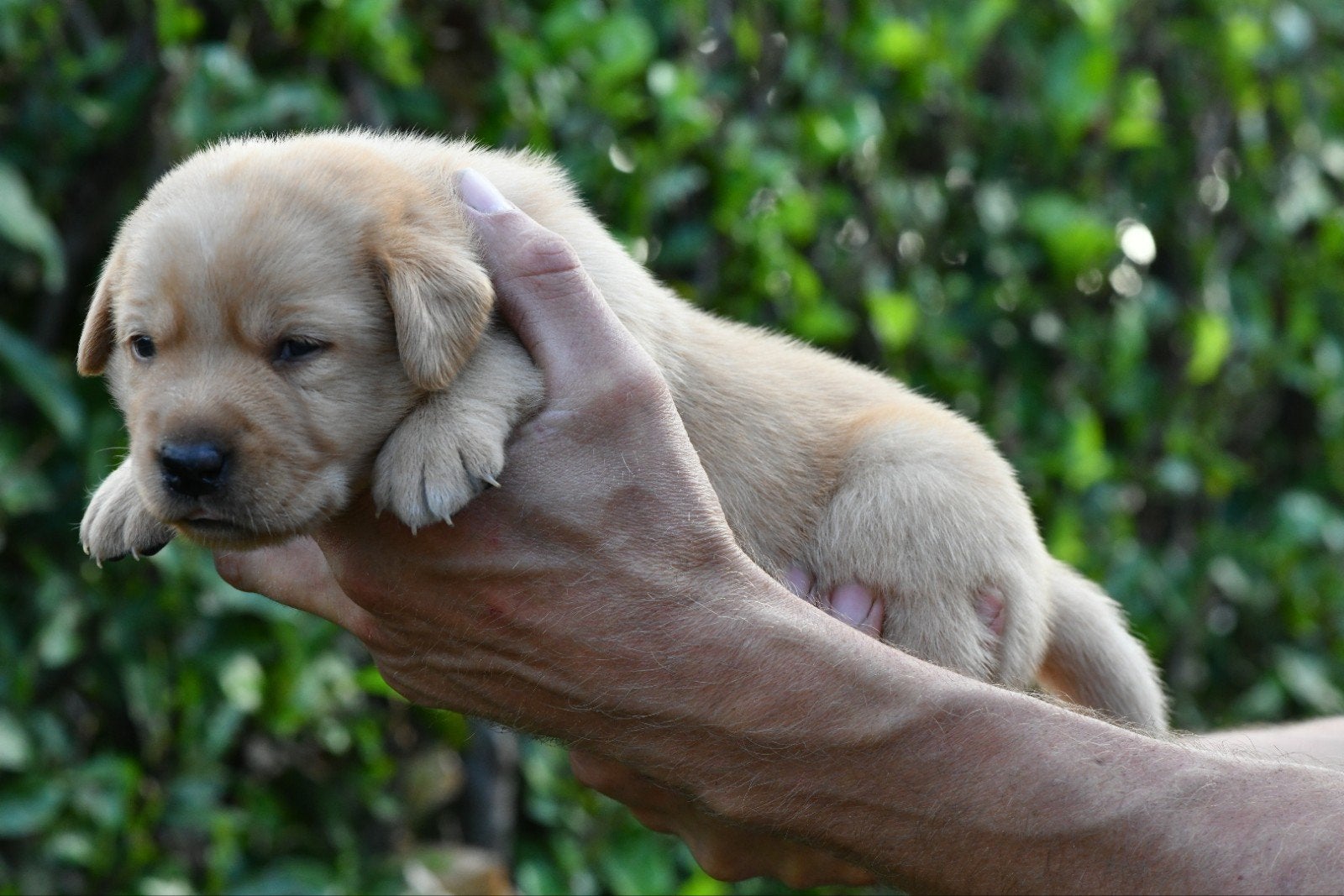 Labrador X toller pups, 8 tot 15 weken, Labrador retriever, Meerdere, Meerdere dieren