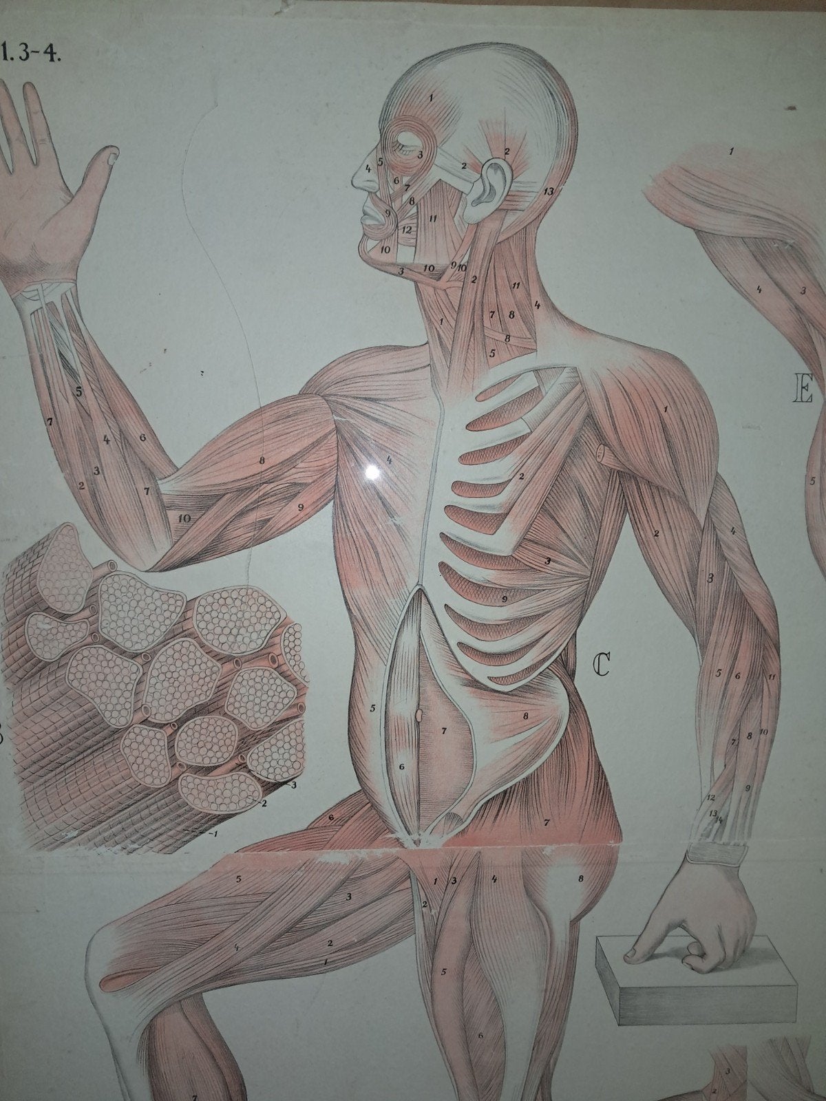 TWEE ANTIEKE ANATOMISCHE POSTERS, Ophalen