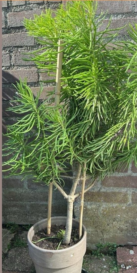 Grote Senecio Vitalis 'Mount Everest' -🪴🪴🪴🌱, Ophalen, Vetplant, 100 tot 150 cm, In pot