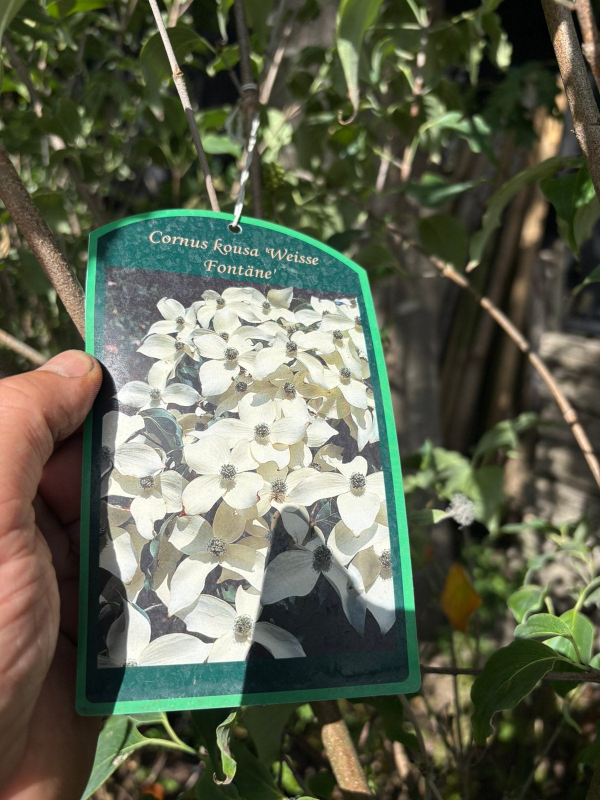 Cornus kousa in diverse soorten prijs vanaf € 50, Tuin en Terras, Ophalen, Lente, Overige soorten, In pot