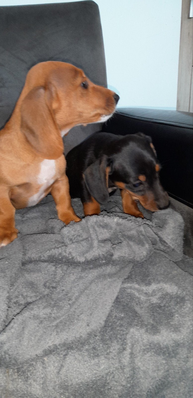 Speelse Dwergteckel pups., Parvo, 8 tot 15 weken, Korthaar, Dwerg