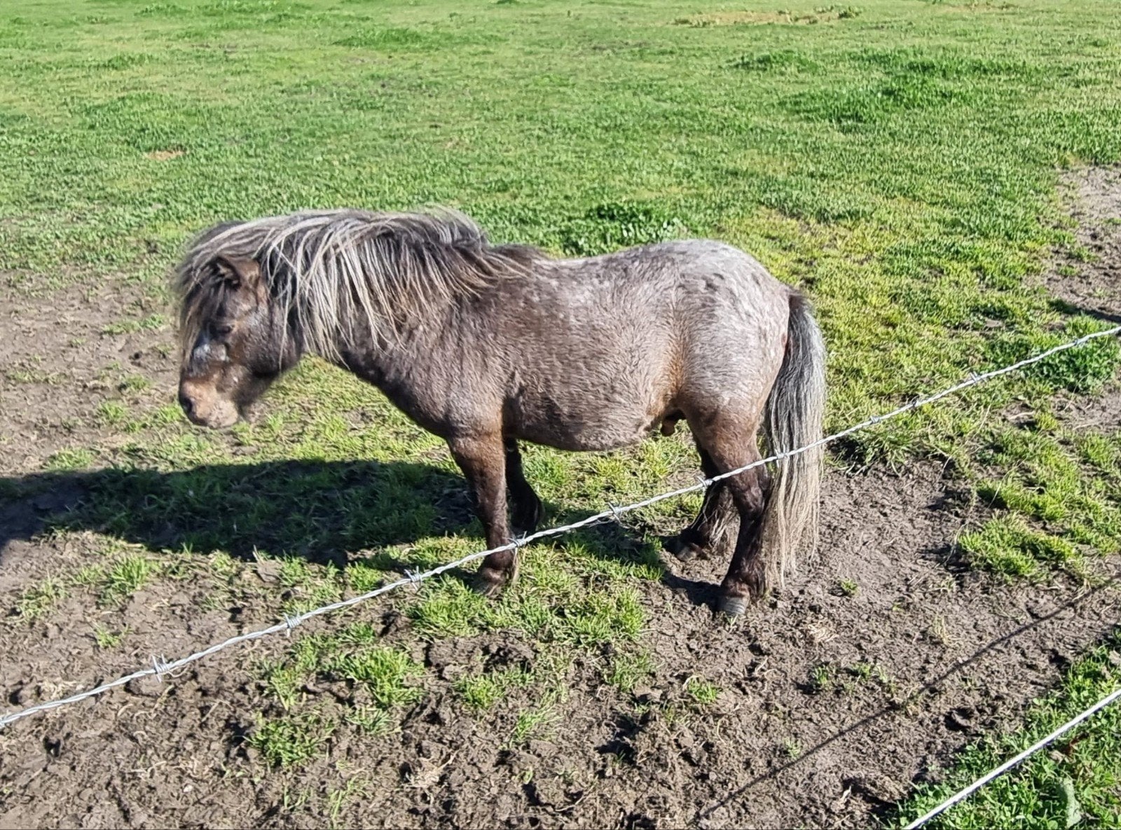 2 super mooie Mini Hengstjes, Dieren en Toebehoren, Pony's, Hengst, A pony (tot 1.17m), Gechipt, 3 tot 6 jaar