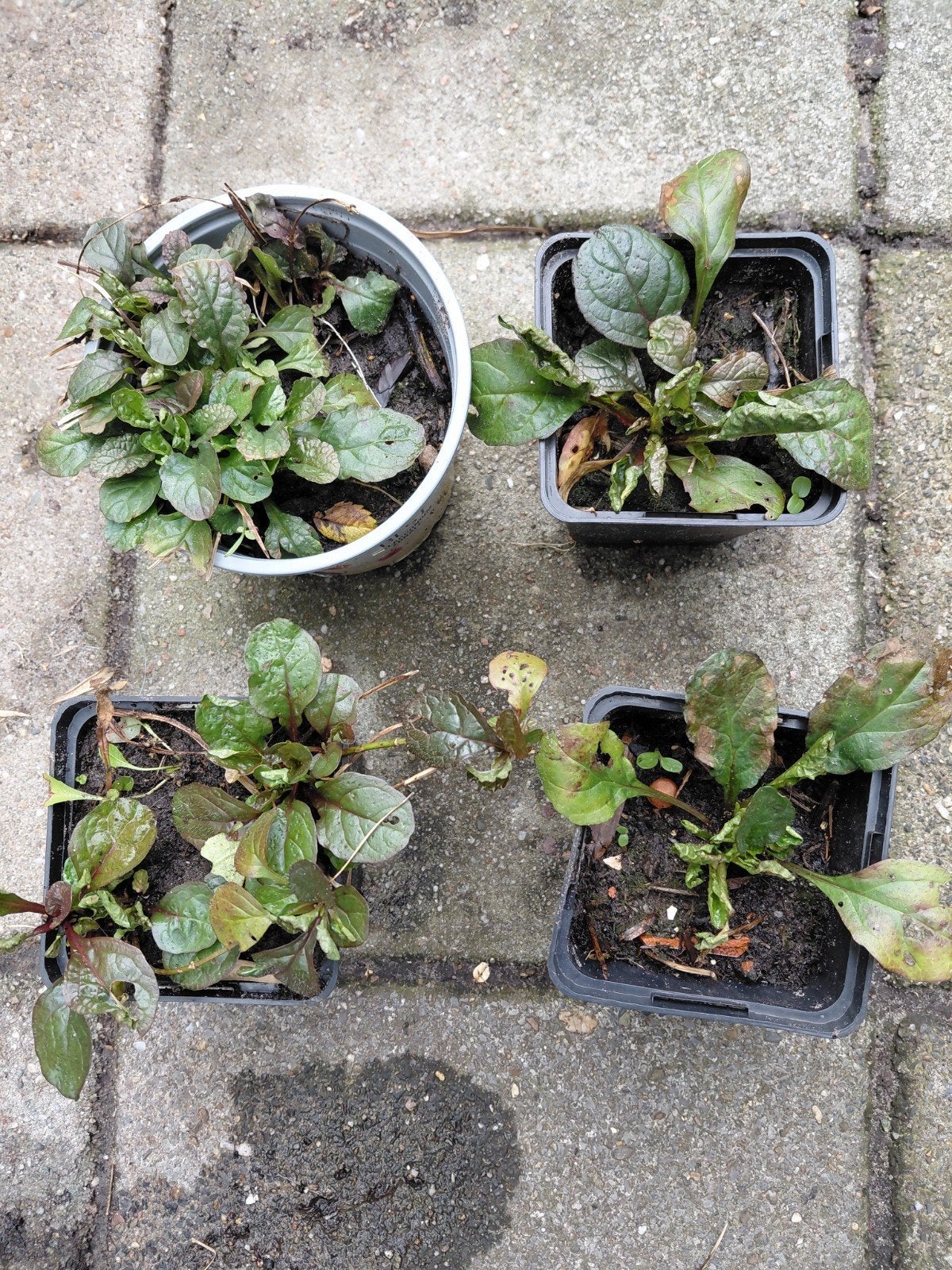 4 * bodembedekker plantjes (Ajuga reptans), Ophalen, Bodembedekkers, Vaste plant, Halfschaduw