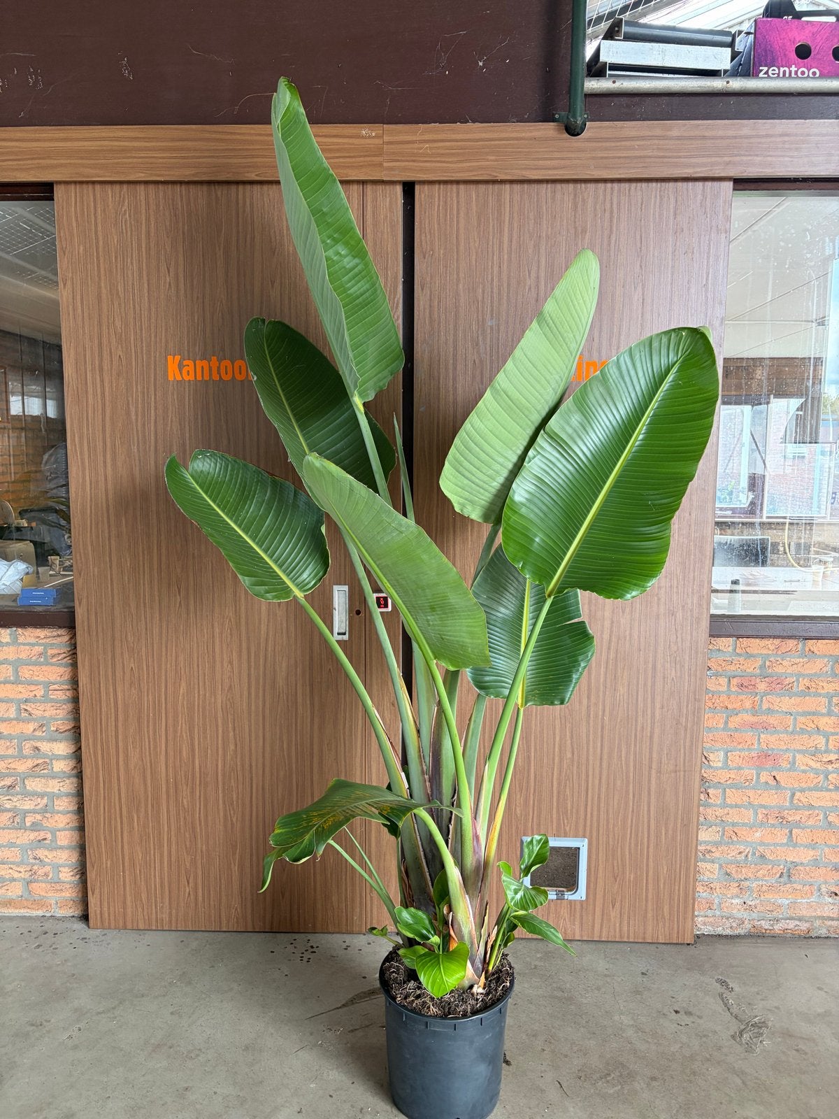 Strelitzia Nicolai, pot 33cm, ca. 2,5 meter hoog, Volle zon, Vaste plant, Bloeit niet, Ophalen