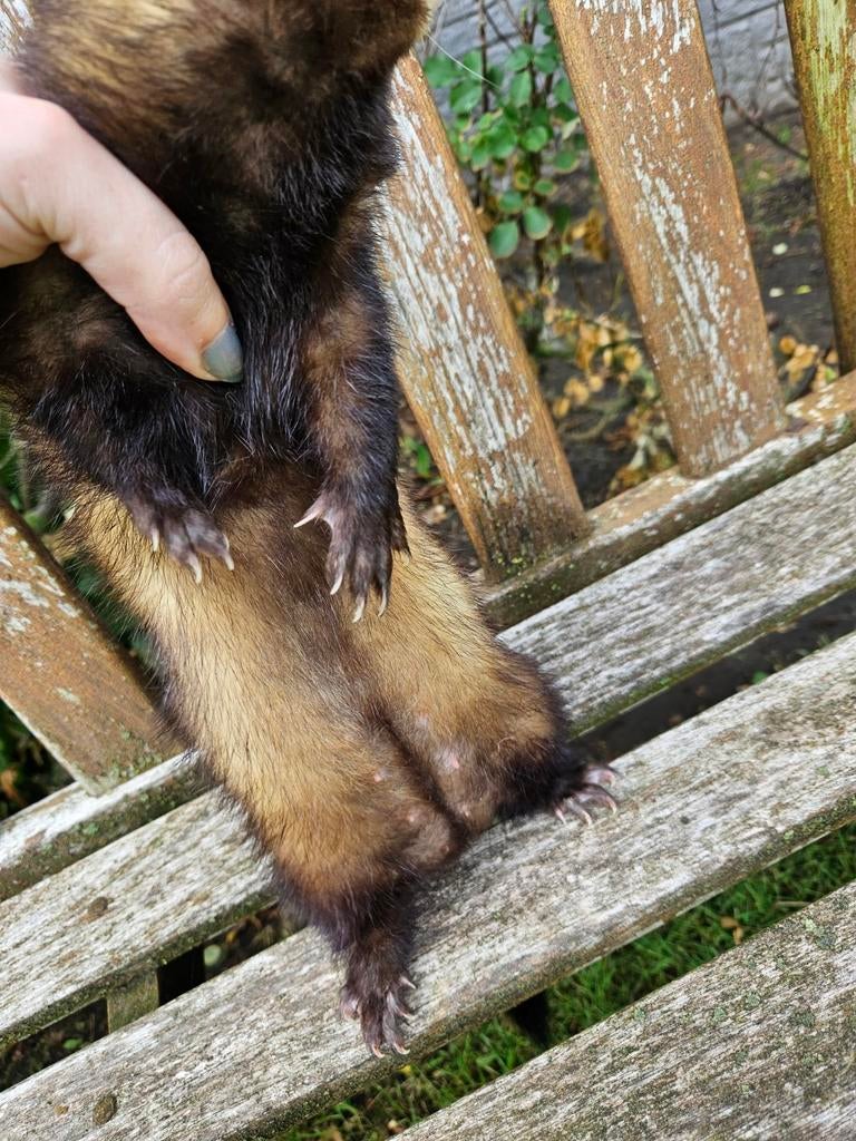 Fretten kindjes in de maak ... we verwachten 2 mooie nesten, Dieren en Toebehoren, Mei, Meerdere dieren